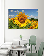 Obraz Slnečníc zs1223